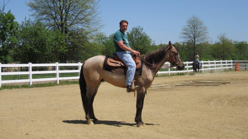 3 yr old Silver gullo..well started and very willing